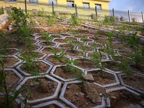 吉林高鐵綠化施工團隊 專業(yè)園林綠化工程的實踐與價值