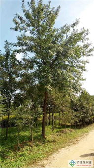 深耕綠色事業，吉林實驗綠化集團北京通州二分公司 從苗木到城市的全鏈條服務